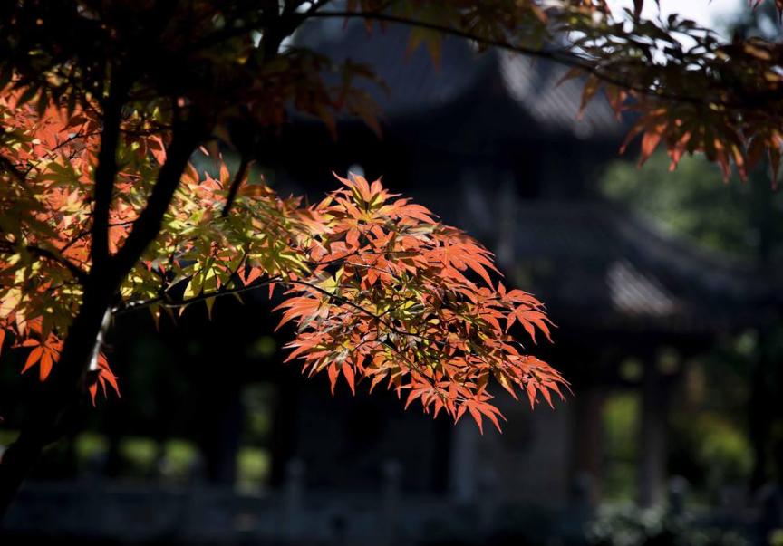 诗词赏析每日一首思念,诗词赏析每日一首秋