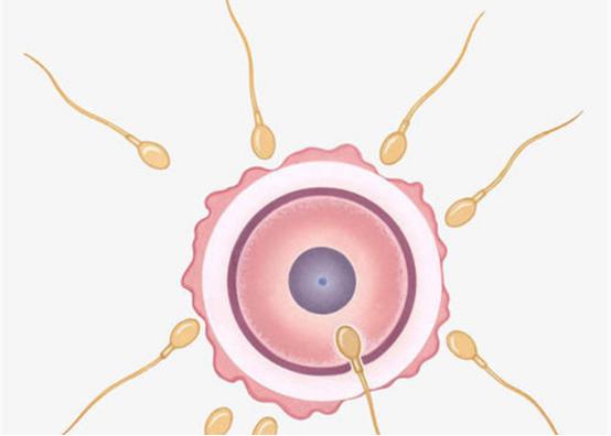 没有成功受孕的精子究竟去了哪里？