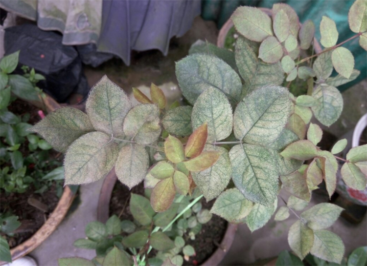 玫瑰花杆上长白斑点是什么原因,玫瑰花长斑点怎么办