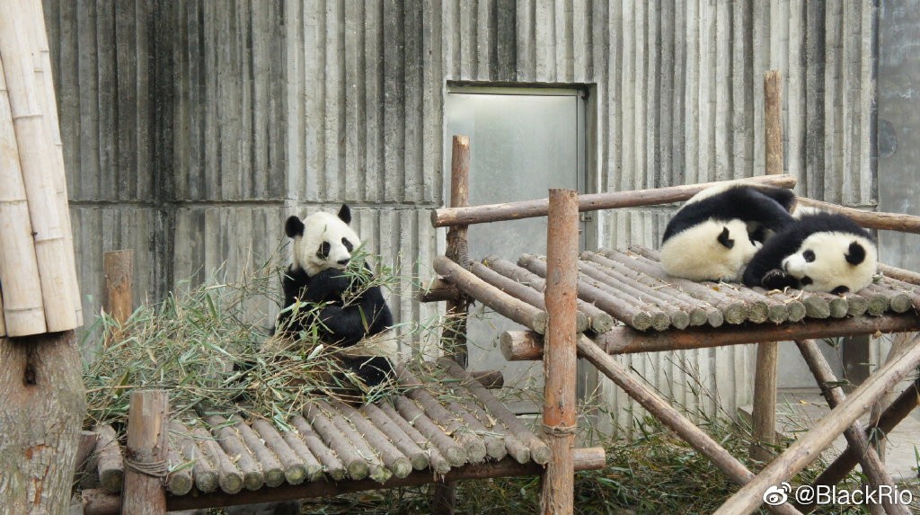 熊猫儿本人照片,熊猫儿图片