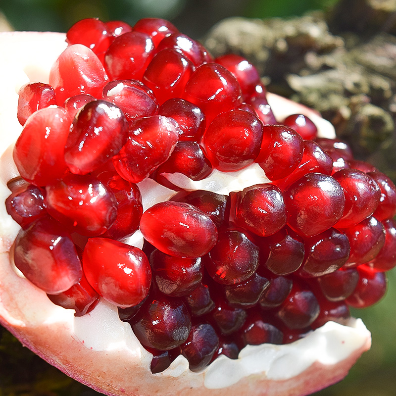 大果型突尼斯软籽石榴树详细介绍,突尼斯软籽石榴适合种植什么地区