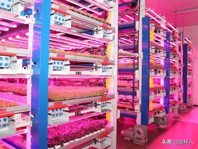 除了大米，阿联酋开始计划种植自己的咖啡和小麦