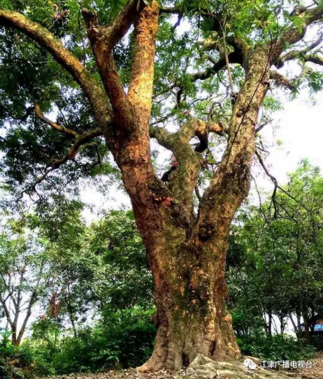 入渝第一岛中坝岛,长江入渝第一镇朱沱镇