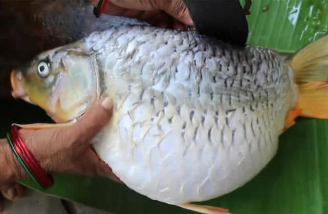 钓的鱼吃起来一股汽油味,鱼身体有柴油味怎么去除