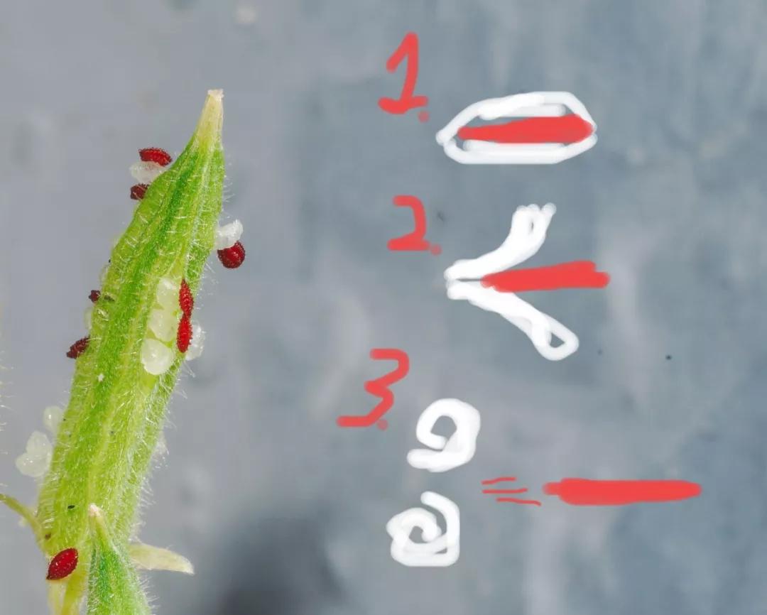 柑橘叶面上红色的虫子,柑橘嫩叶有虫子打什么药