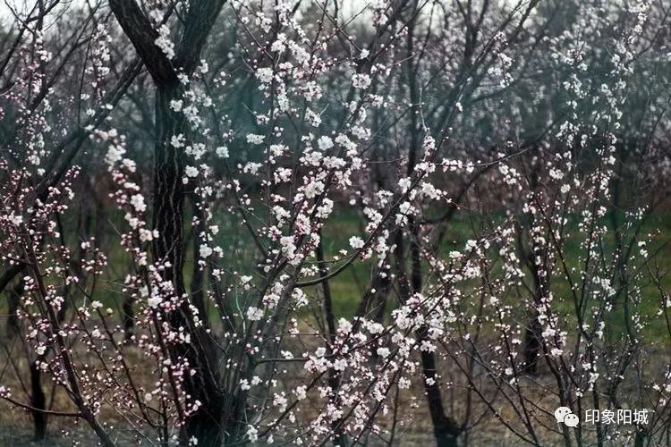 晋城哪里可以春游,晋城附近春游景点