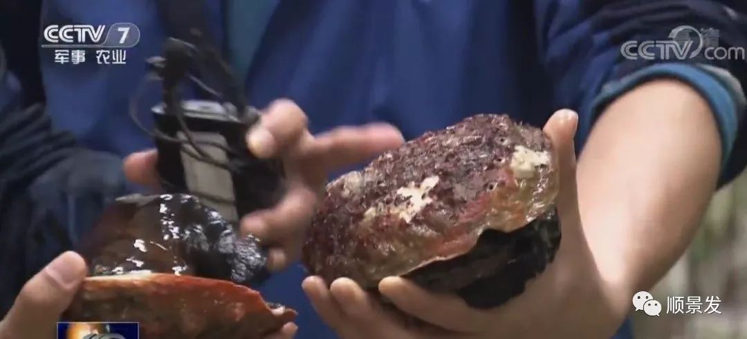 春节期间进口海鲜市场调查，最热销的是哪个？