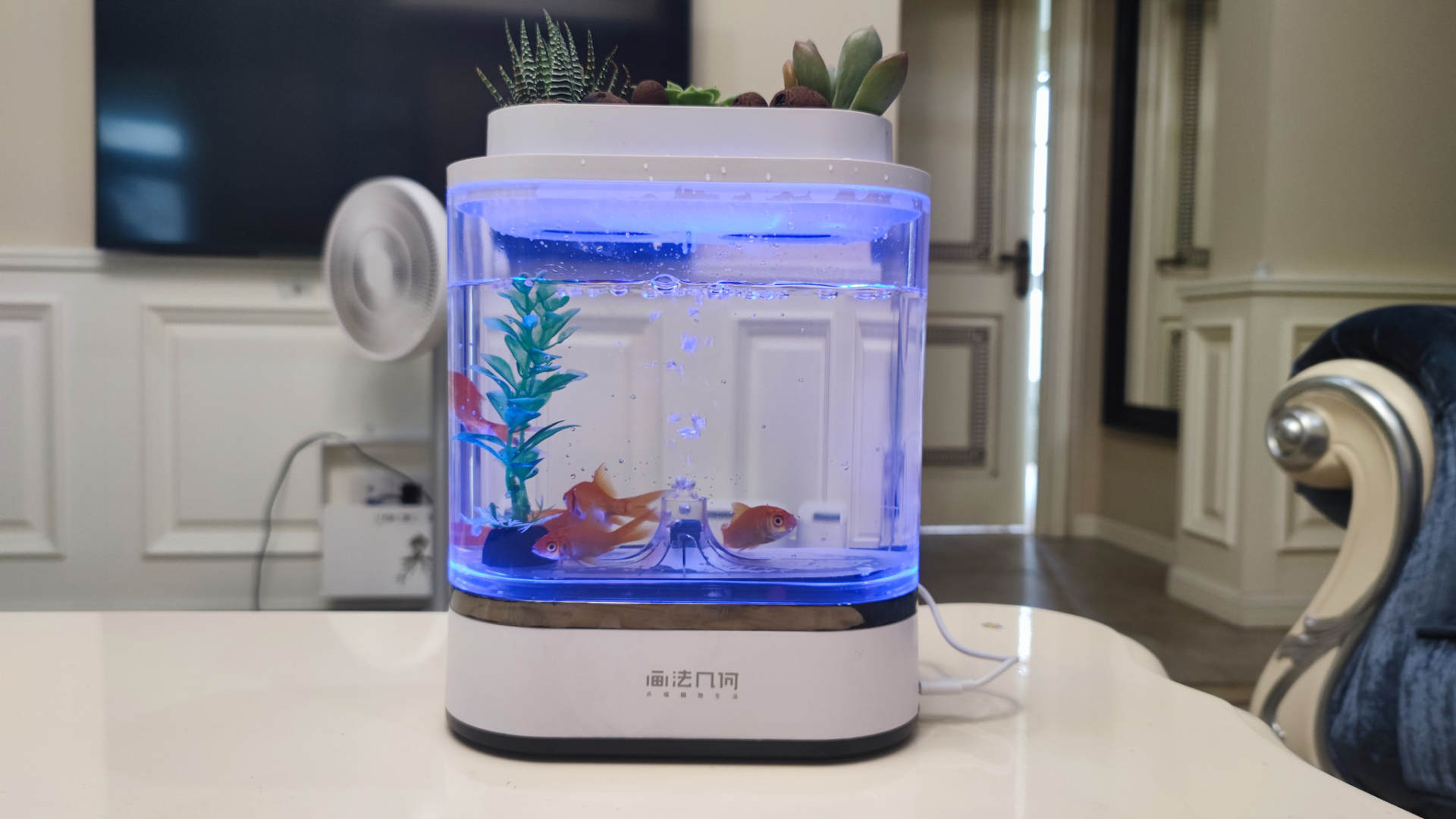 透明小型鱼缸可以养鱼吗,小型鱼缸养鱼知识