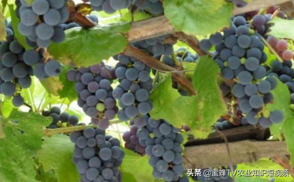 冷棚葡萄抗霜冻吗怎样避免霜冻,冬天大棚葡萄怎样防霜冻