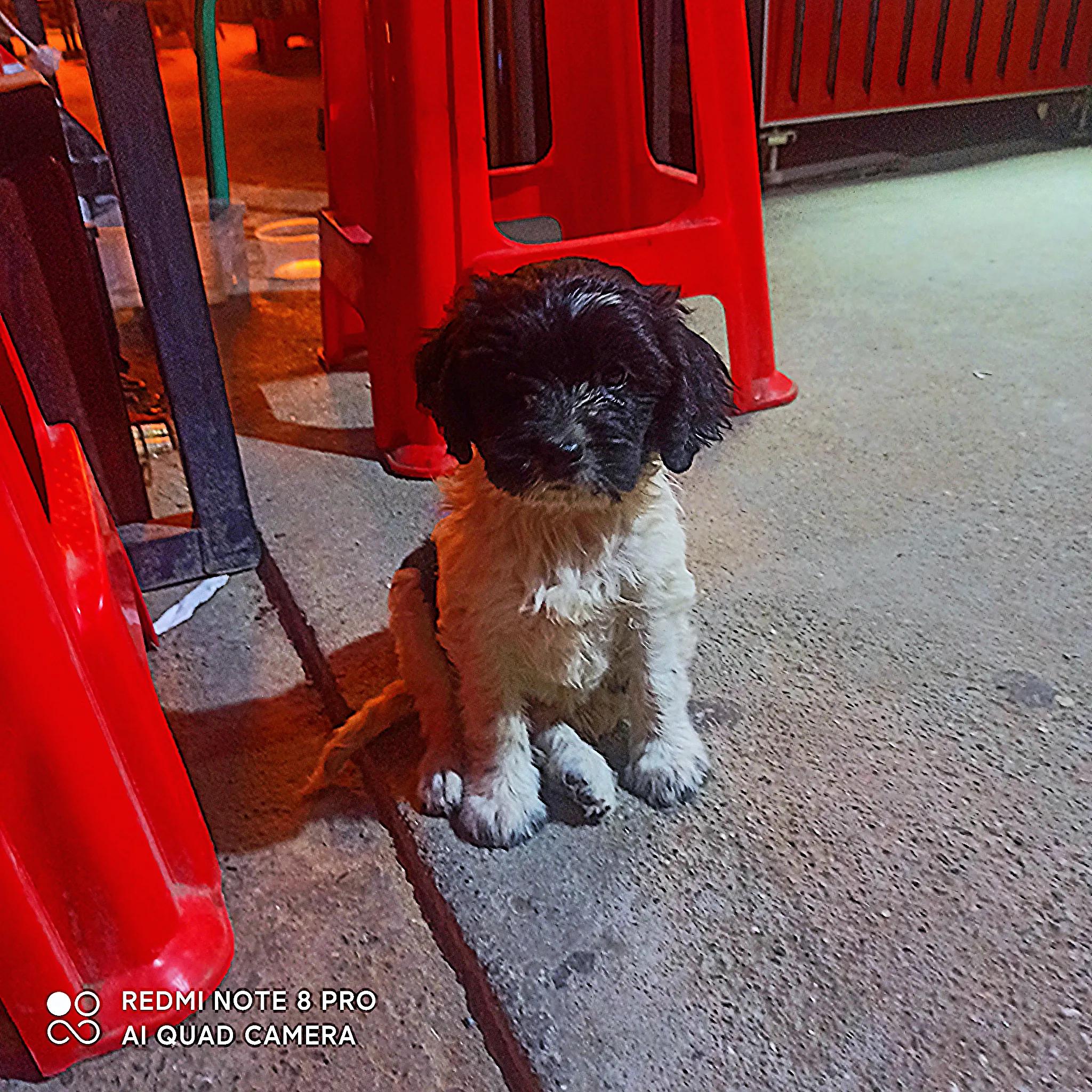 我的妈呀！2600块买来的史宾格，养了不到两周就丢了