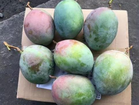 芒果巨无霸完整版,好吃到爆的芒果