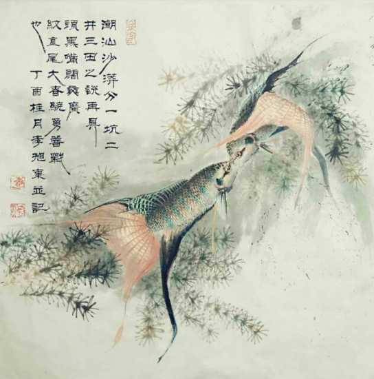 中国斗鱼有几种原生颜色,有三条黑线的泰国原生斗鱼