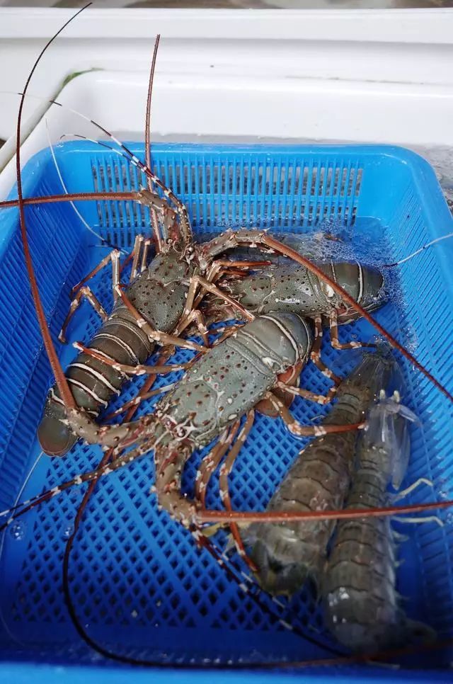 普吉岛值得吃的美食,普吉岛美食推荐最新