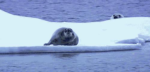 北极熊捕杀海豹的视频,北极熊捕杀海豹的真实过程
