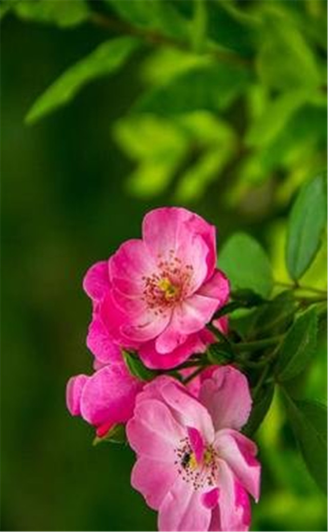 缓解眼睛疲劳动态图壁纸,好看的手机壁纸护眼高清图文