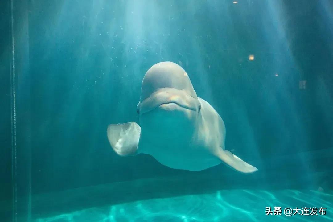 大连景点优惠票多少钱,大连景点半价