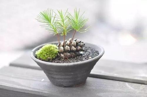 不值钱的松果图片,不值钱的松果图片大全