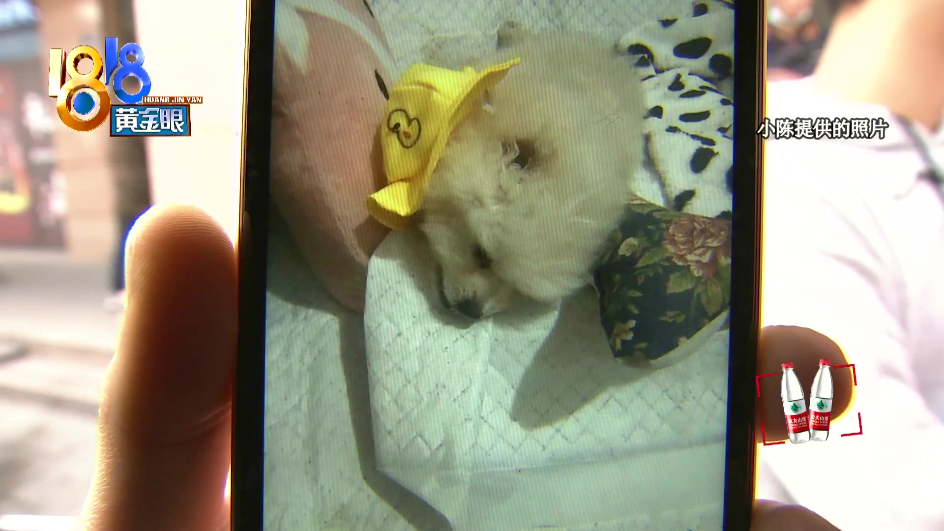 刚买10天不到的小狗被炖了,买来三天小狗就腿站不直了