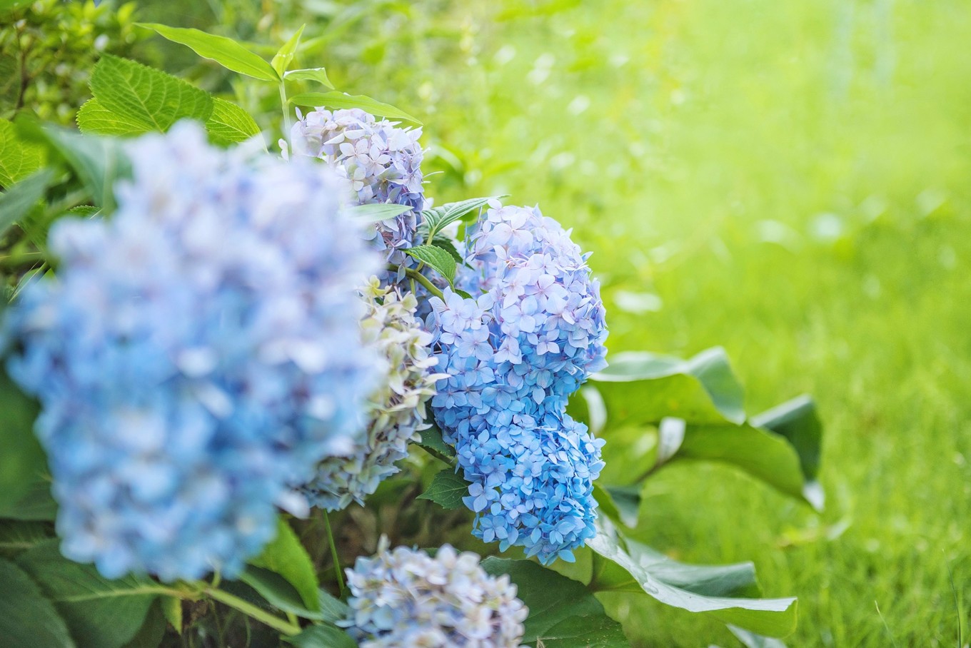 绿色世界花的海洋，在十里芳菲宠爱自己的24小时