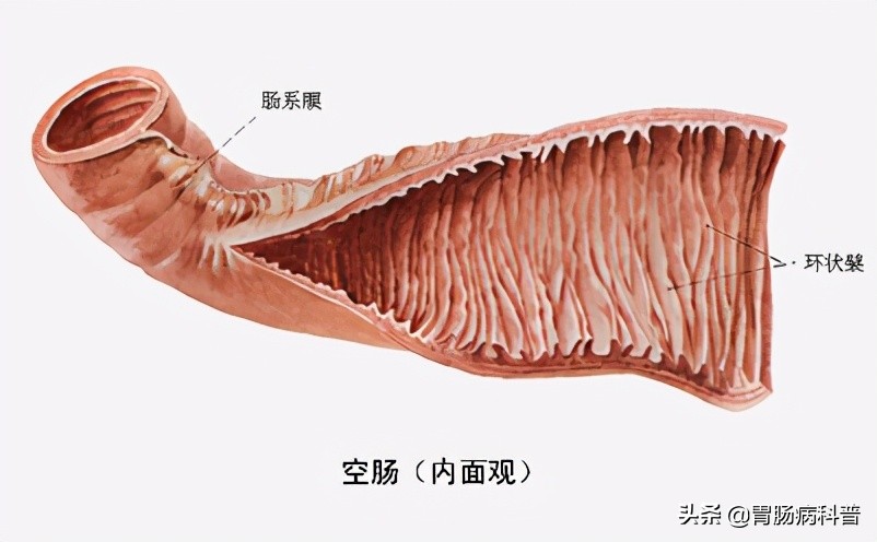 护考消化系统解剖图谱详解,消化系统解剖生理教学