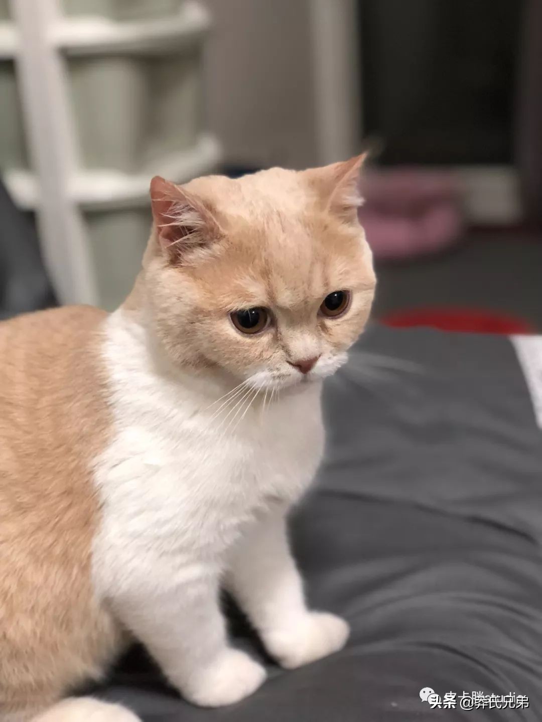 可爱小奶猫刚生出成长日记,一只小奶猫的成长过程