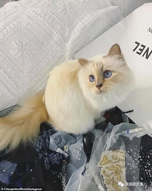 老佛爷的猫继承多少遗产,老佛爷去世后财产留给了一只猫