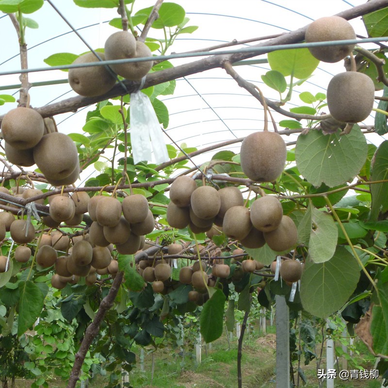优质猕猴桃苗木种植技术要点,建始猕猴桃苗基地