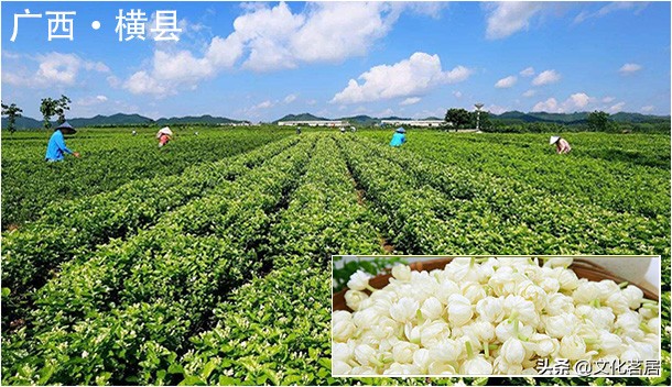 茶知识茶叶的种类有哪些,茶叶有关知识茶文化