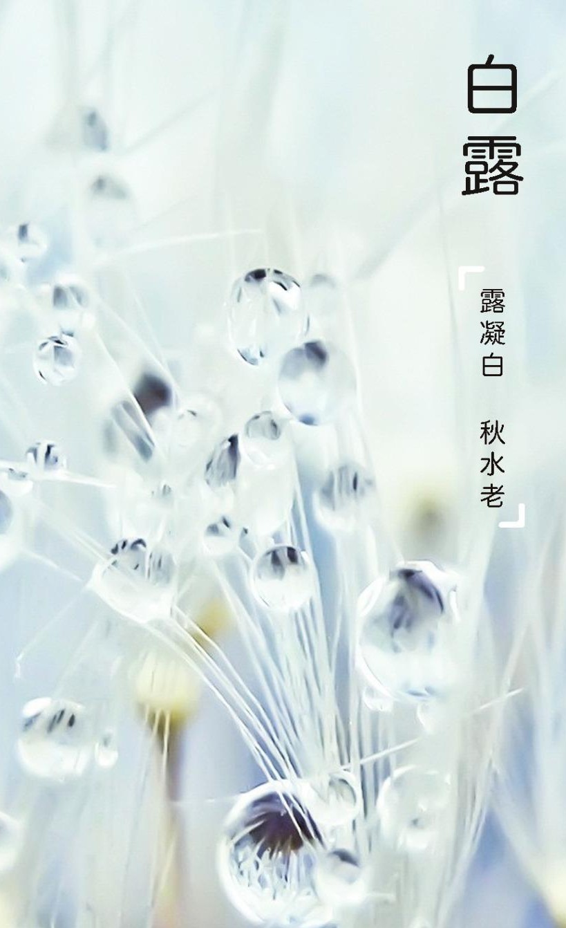 「节气变换」今日白露：露从今夜白，月是故乡明