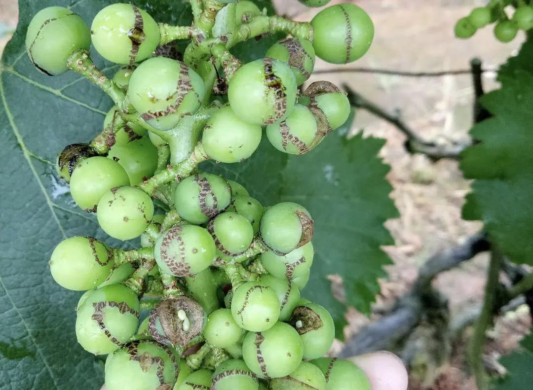 葡萄果实表面有黑斑是什么病害,葡萄幼果期有锈斑什么原因