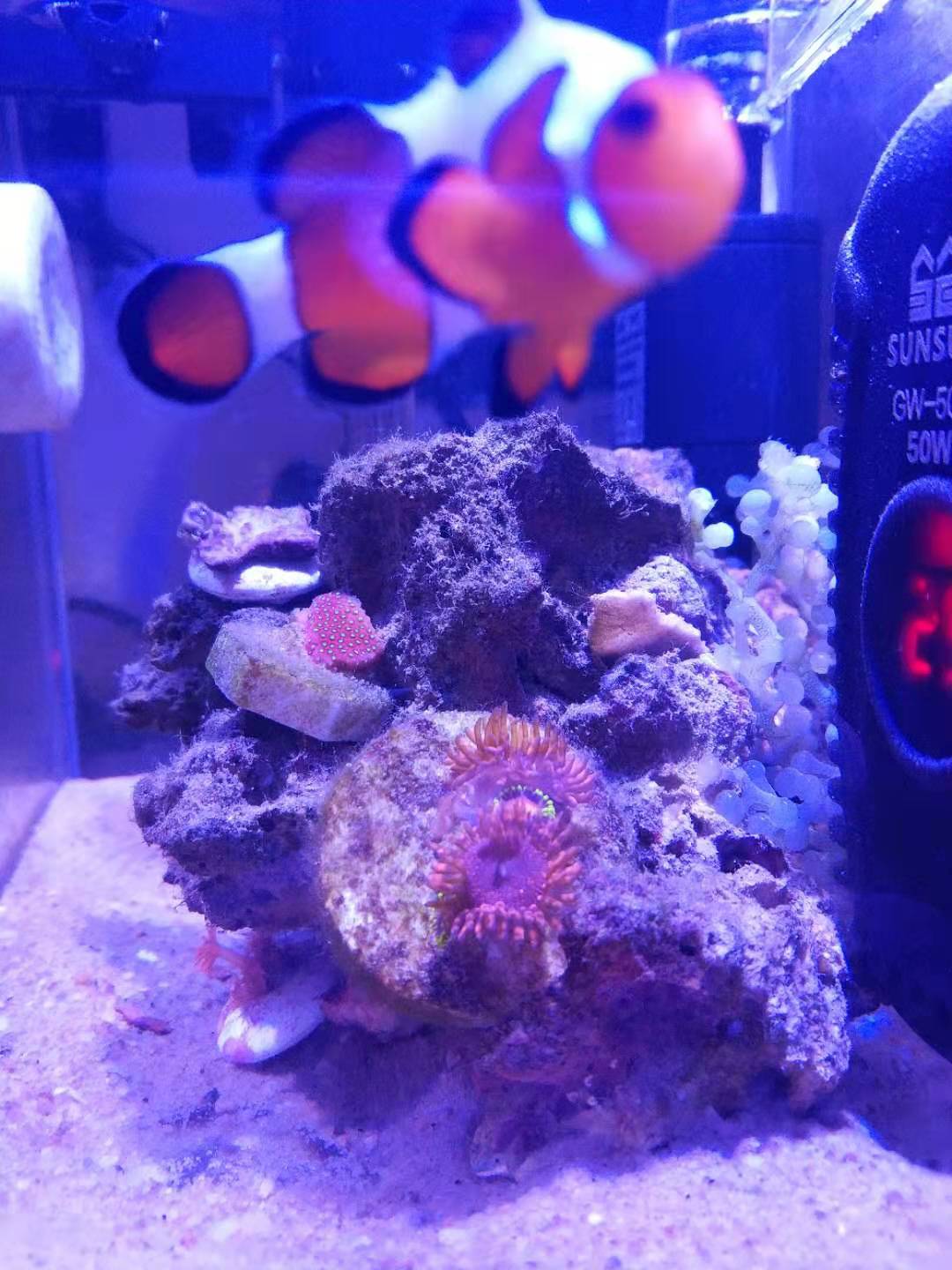 如何养好小丑鱼,怎么养出好小丑鱼