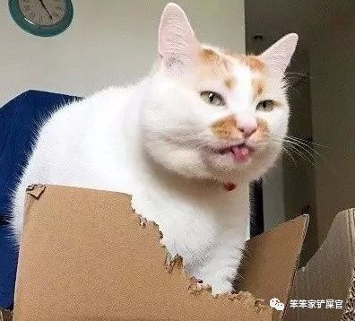 猫异食癖啃纸箱,猫咪喜欢吃塑料袋是缺啥