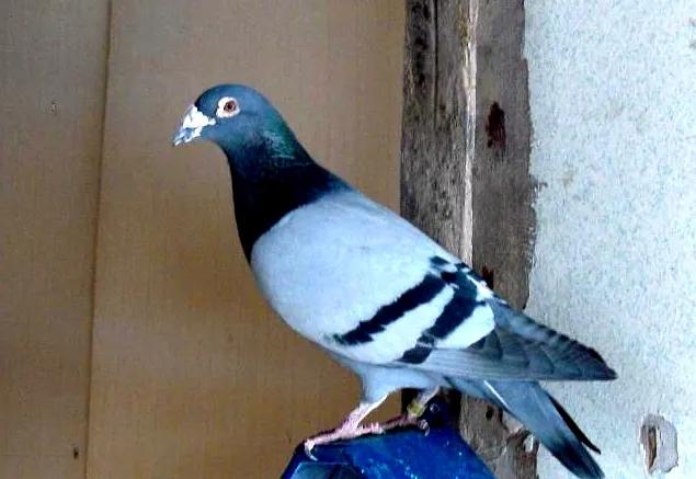 信鸽预防毛滴虫最好的方法,平常预防毛滴虫喂几天