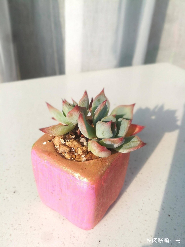 多肉长大了越来越好看,服盆期多肉变小