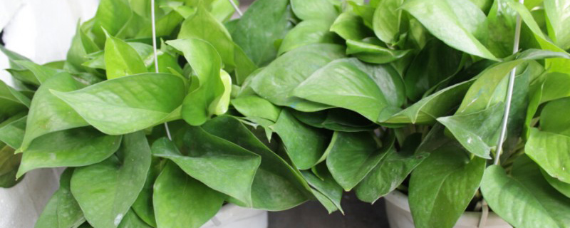绿萝叶子发黄怎么办用阿司匹林,绿萝叶子发黄的原因以及解决方法
