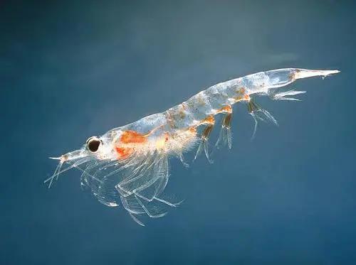 南极磷虾储量50亿,海上金矿南极磷虾