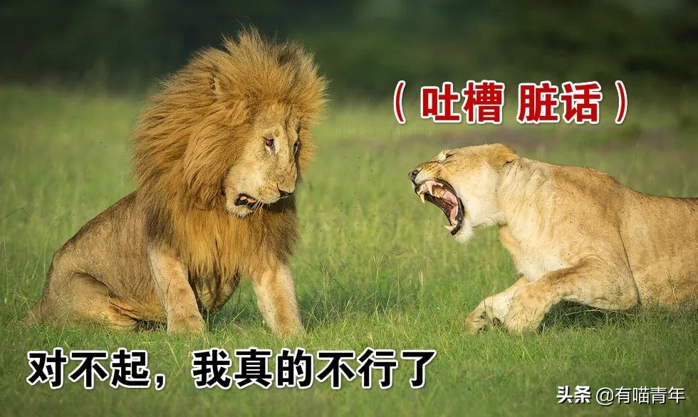 猫咪在啪啪啪的时候,究竟爽不爽?