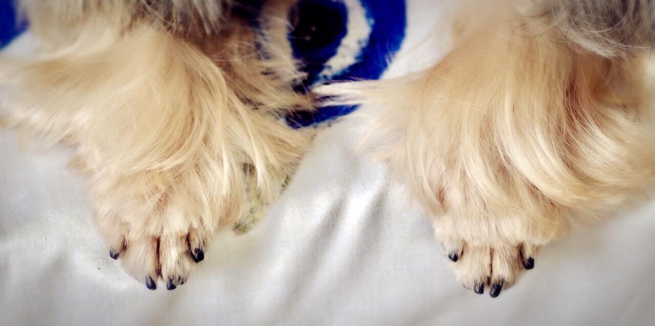 怎么样给泰迪剪指甲,给泰迪剪指甲的正确方法