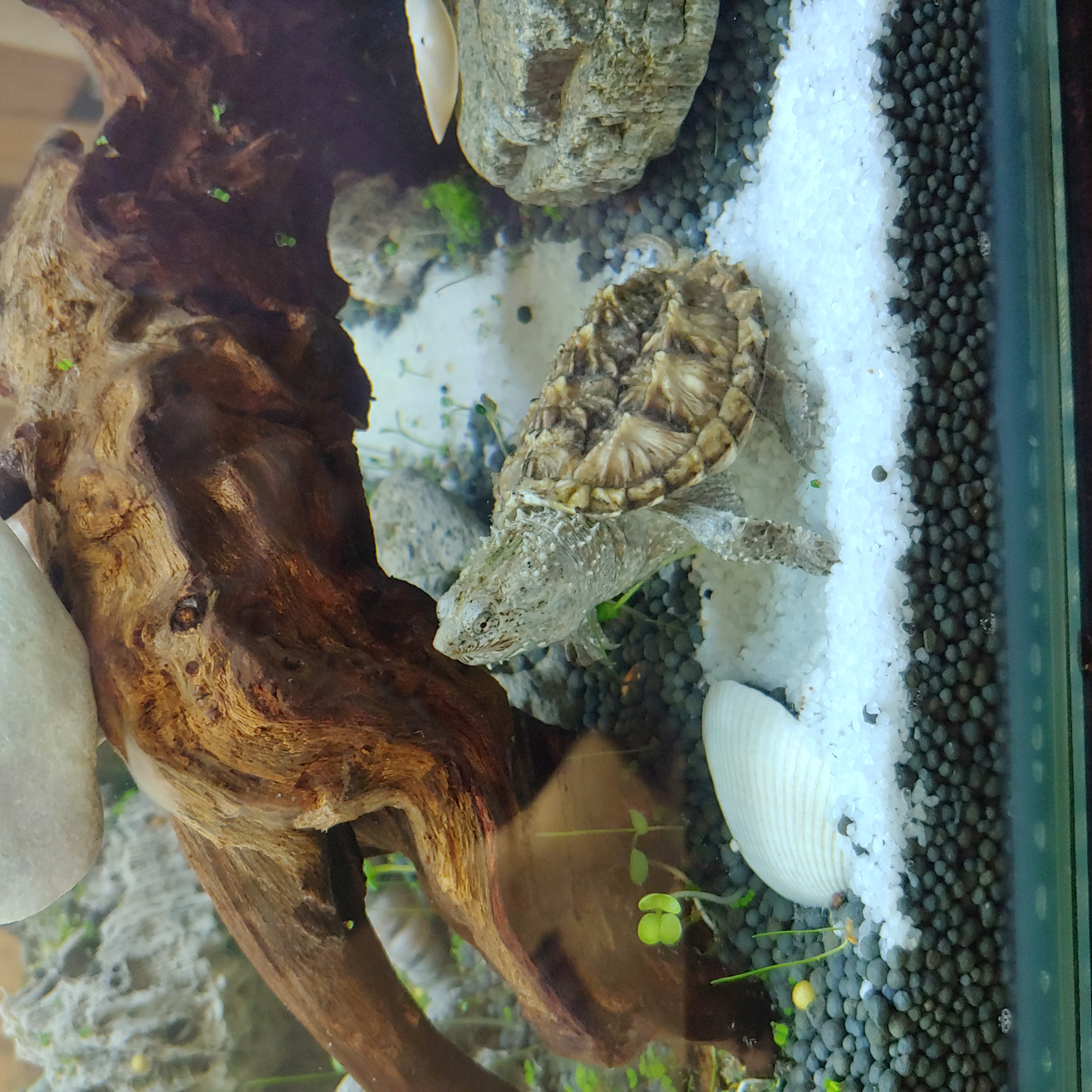 养鱼怎么选择合适的鱼缸,鱼缸如何养好水讲解