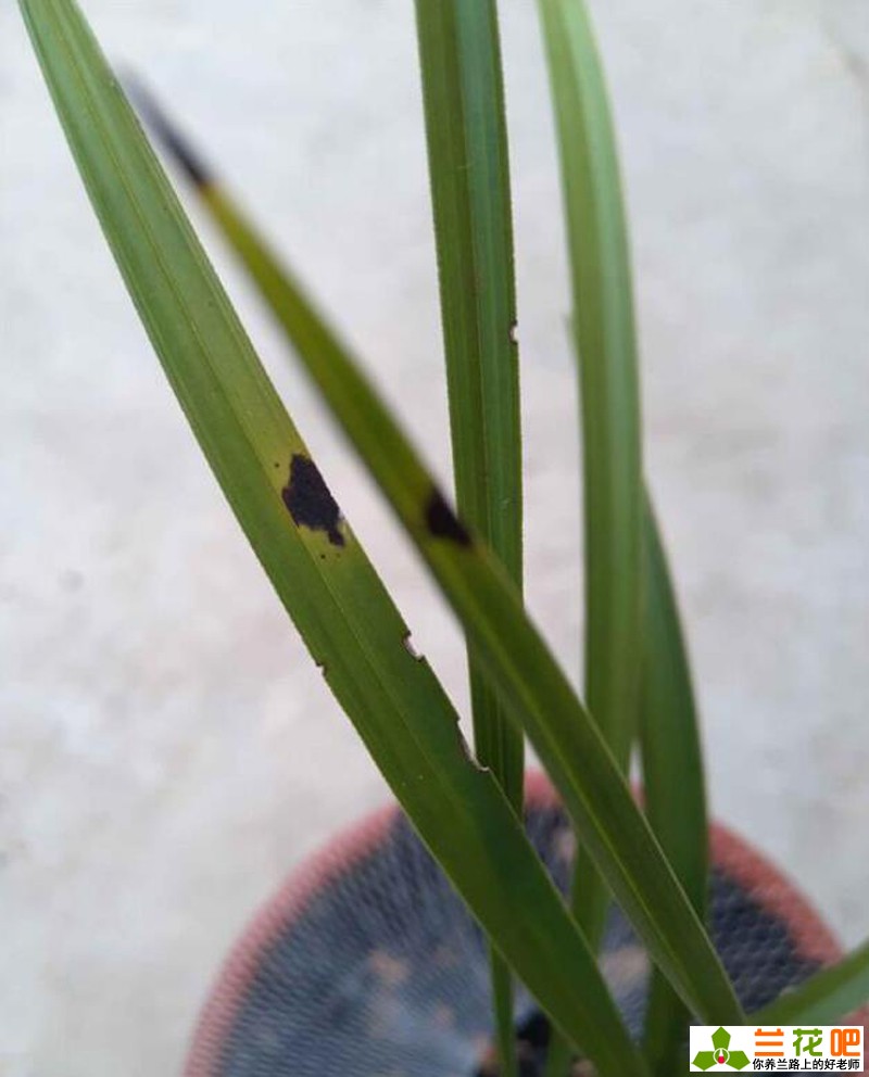 兰花叶片起黑斑的原因,兰花叶片有黑斑是怎么回事
