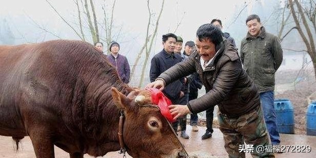 公牛配完牛后，母牛起不来了，现在两天过去了，这是什么情况？