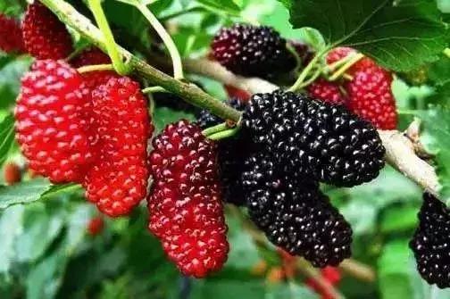 摘的野桑葚第一次泡桑葚酒,泡桑椹酒桑椹要蒸吗