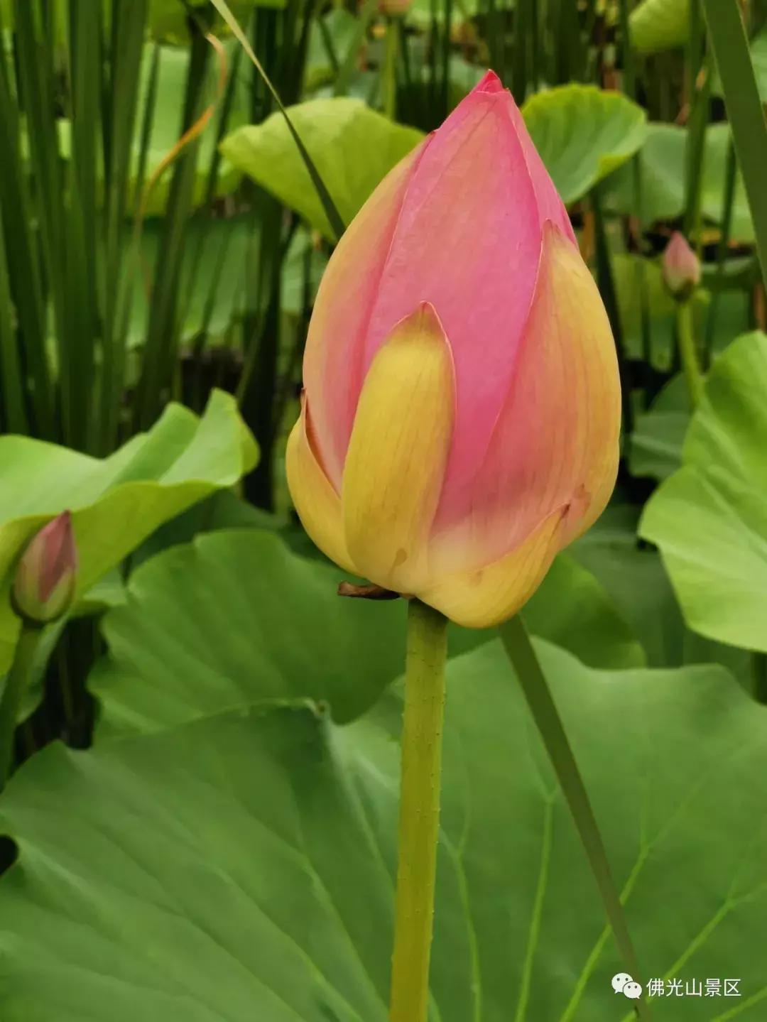 看荷塘月色的视频,看夏日荷塘美景