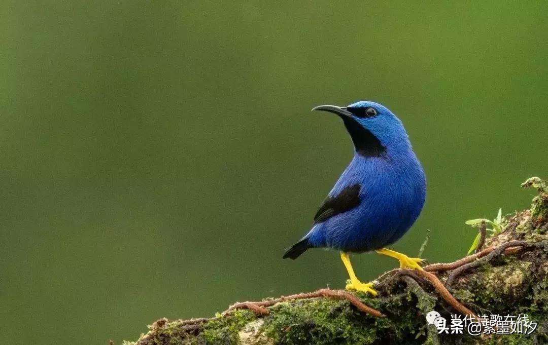 『当代诗歌在线』悦诗风吟（总第7期）