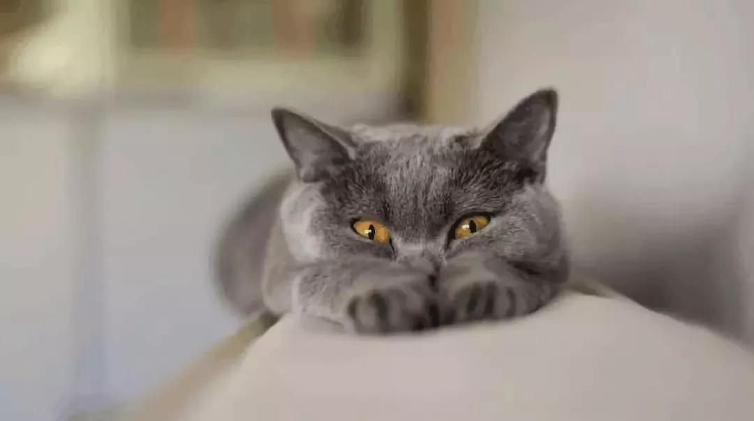 我们家猫真的很弱智怎么办,猫为什么又蠢又自以为是