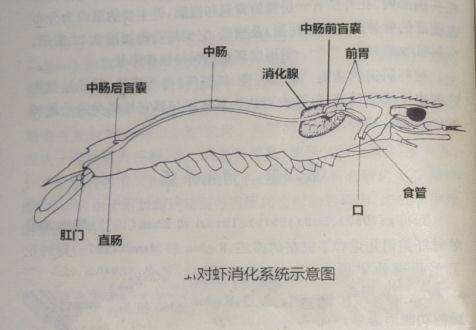 虾头是虾黄还是屎,虾头黄黄的到底是虾黄还是虾屎