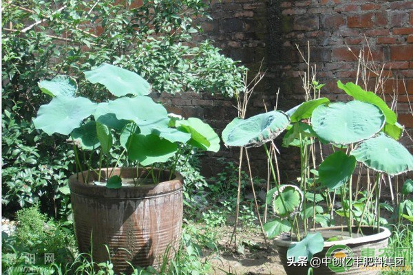 水缸里种植莲藕的方法,水缸里种植莲藕怎样施肥
