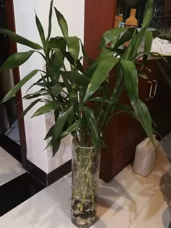 富贵竹黄叶不长根怎么回事,富贵竹黄叶不长根怎么办