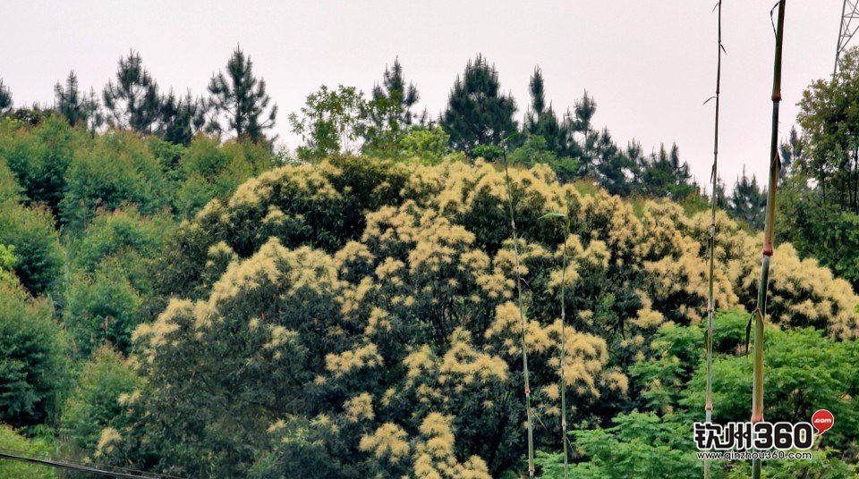 野生蜂蜜取出来的方法,神奇的东西都有什么