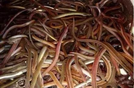 海南渔民整理的海鲜大全,渔民海鲜介绍